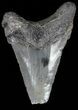 Serrated, Angustidens Tooth - Megalodon Ancestor #54197-1